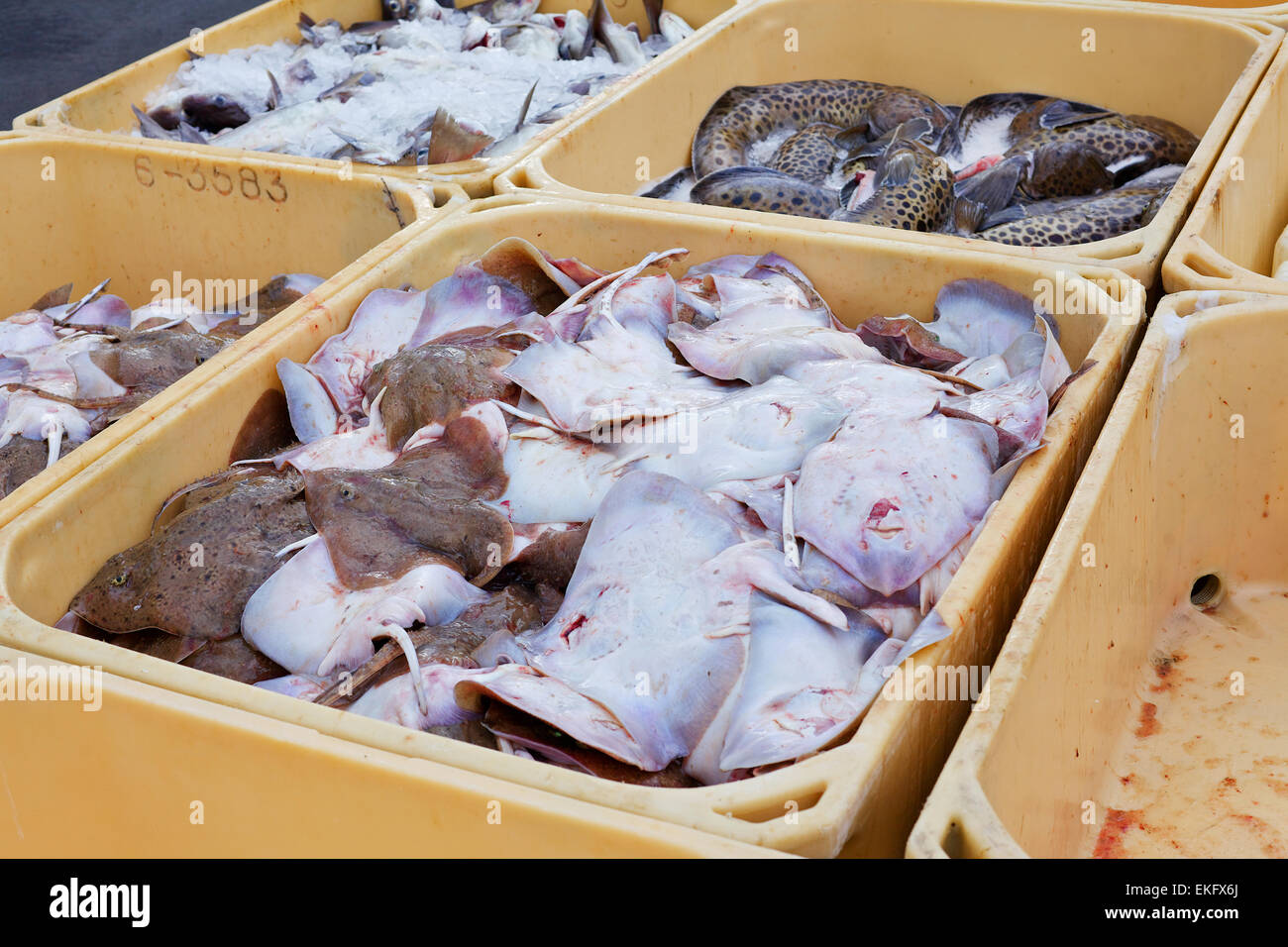 Fish in containers Stock Photo Alamy