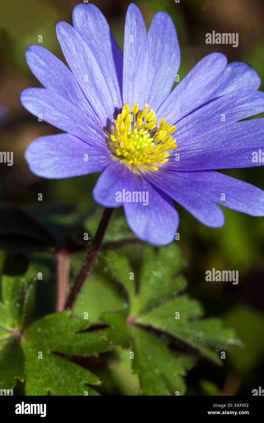 Anemone blanda flower. Winter Windflower flowering Stock Photo