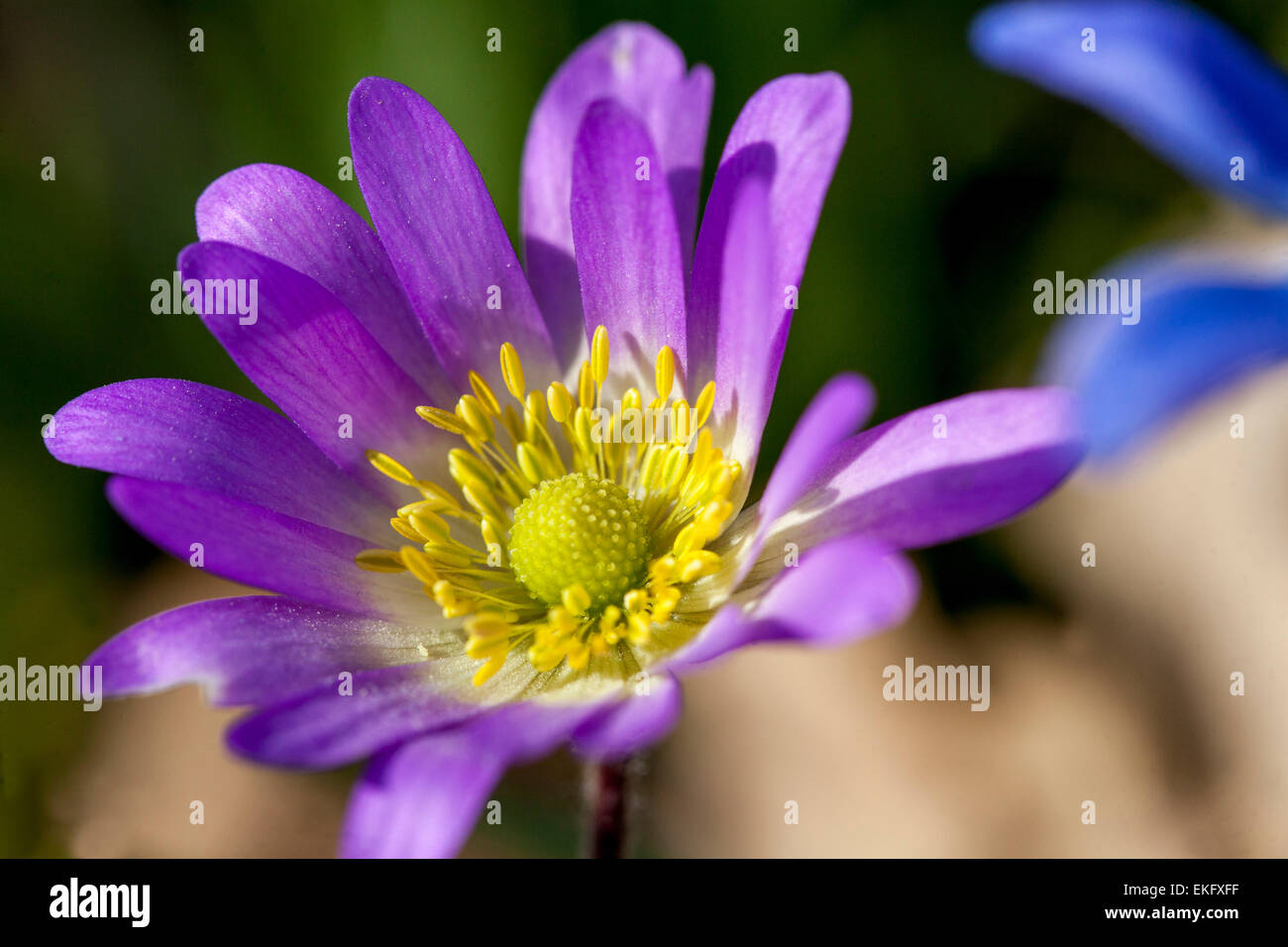 Anemone blanda flower. Winter Windflower flowering Stock Photo