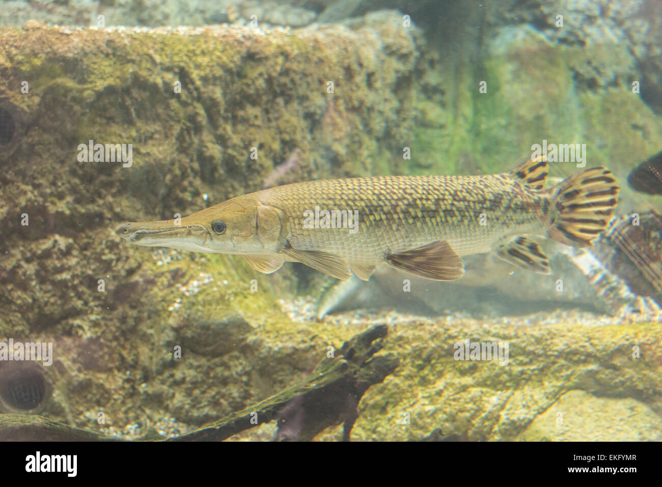 Alligator gar fish, Atractosteus spatula Stock Photo