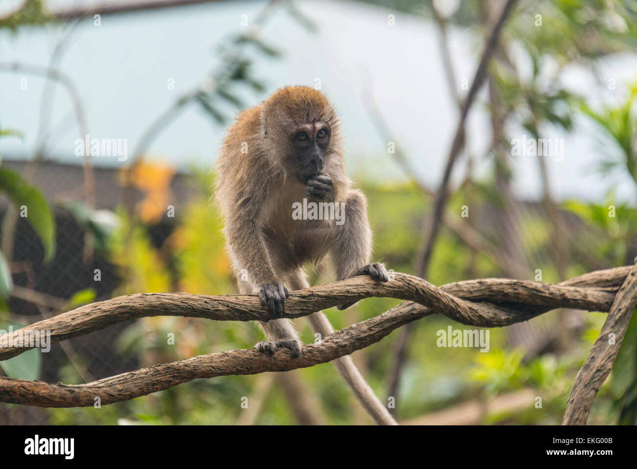 Crab eating Macaque Macaca fascicularis,Singapore Stock Photo Alamy
