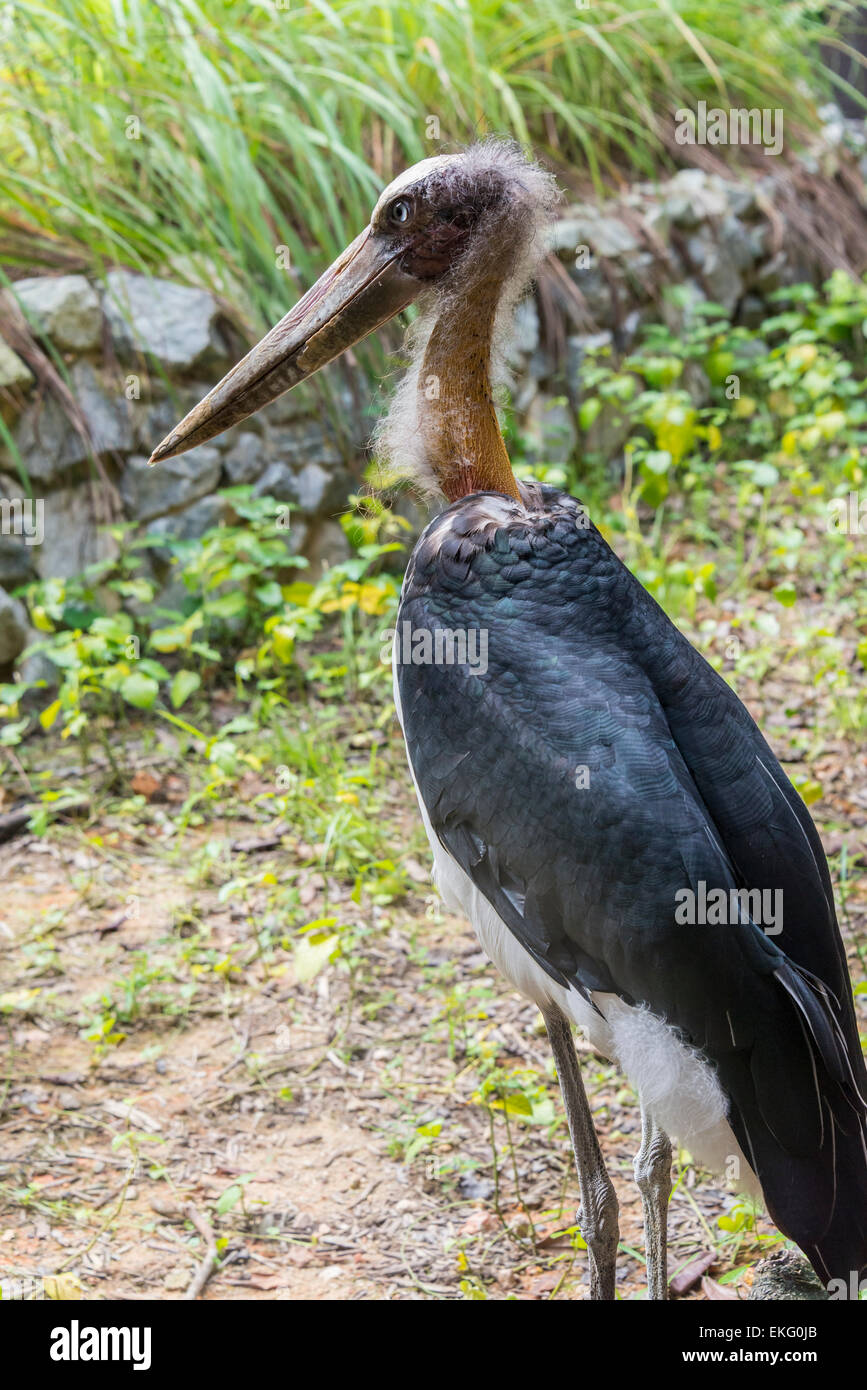 lesser adjutant Leptoptilos javanicus, Singapore Stock Photo Alamy