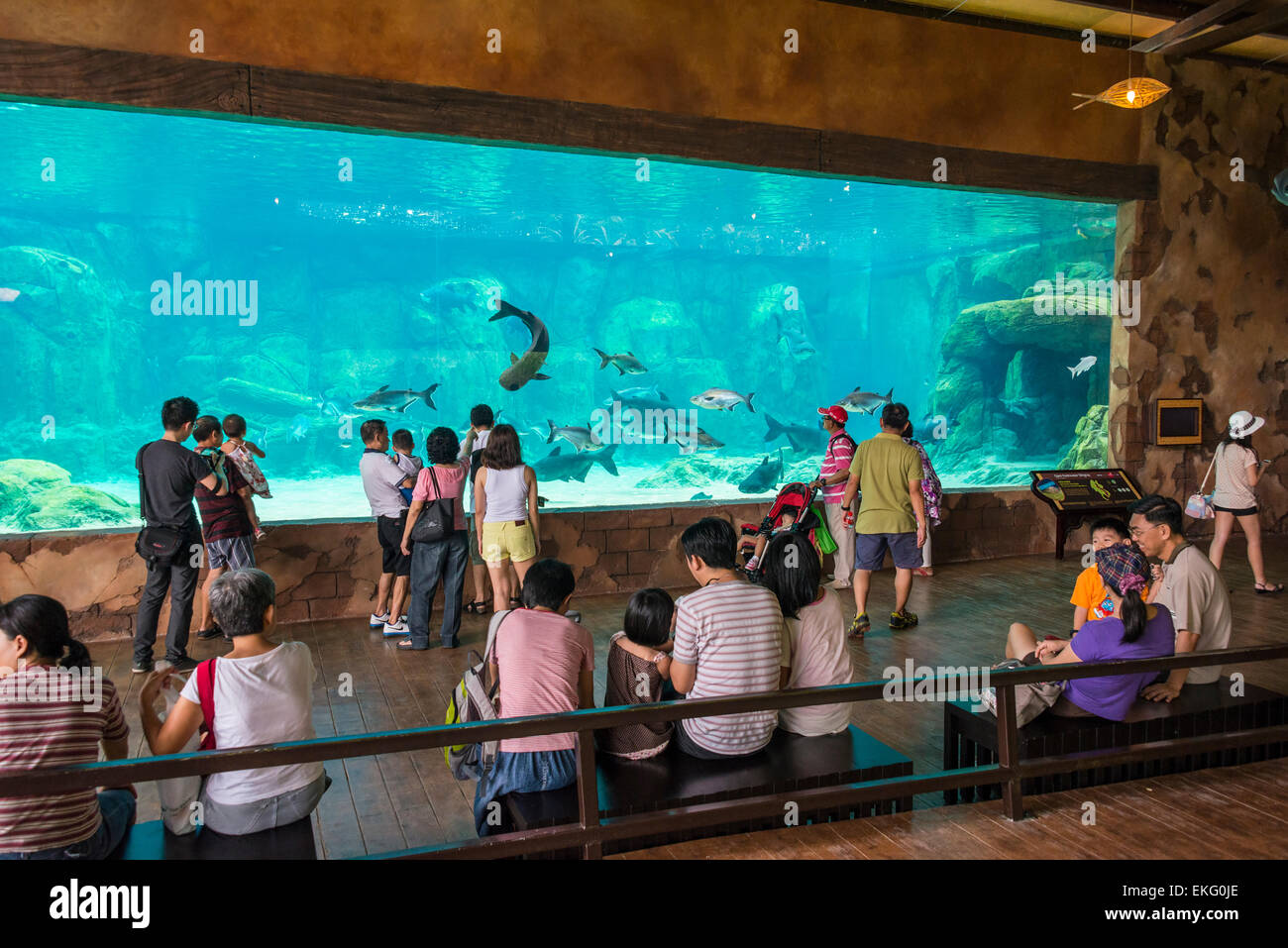 Large aquarium with mekong catfish at Singapore River Safari Park Stock ...