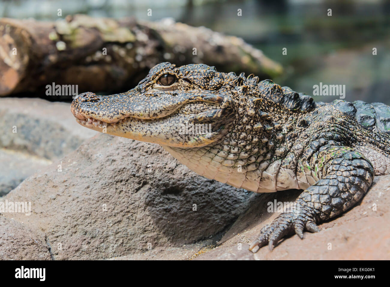 Chinese Alligator, Yangtze Alligator, Alligator sinensis, Critically Endangered, Stock Photo