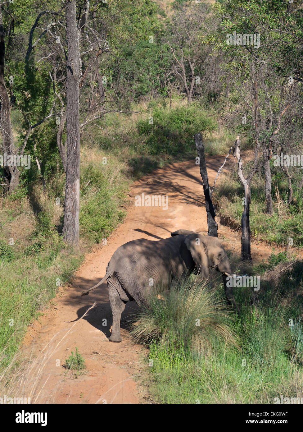 Elephant walking, Welgevonden Game Reserve, South Africa Stock Photo
