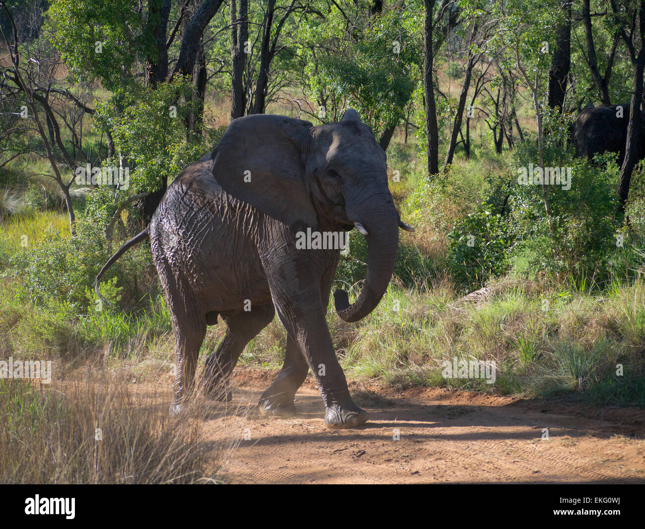 Elephant walking, Welgevonden Game Reserve, South Africa Stock Photo