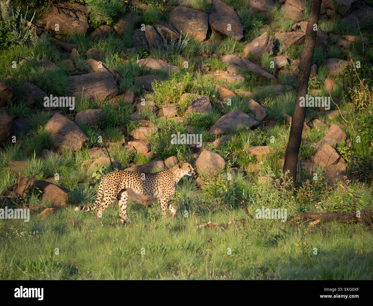 Cheetah hunting in evening, Welgevonden Game Reserve, South Africa Stock Photo