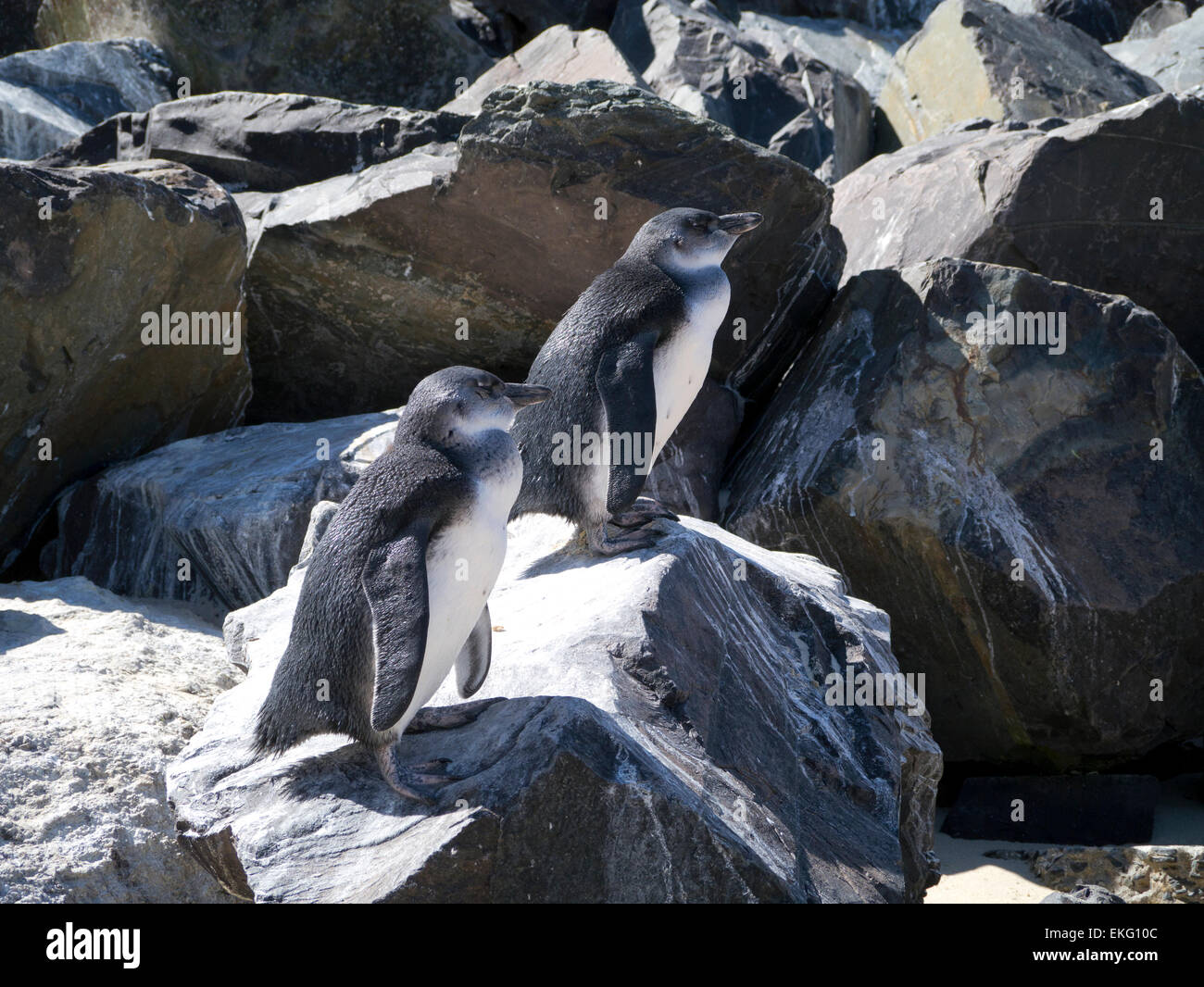 A pair of African Penguins on rocks at Boulders Beach in Simon's Town, Capetown, South Africa Stock Photo