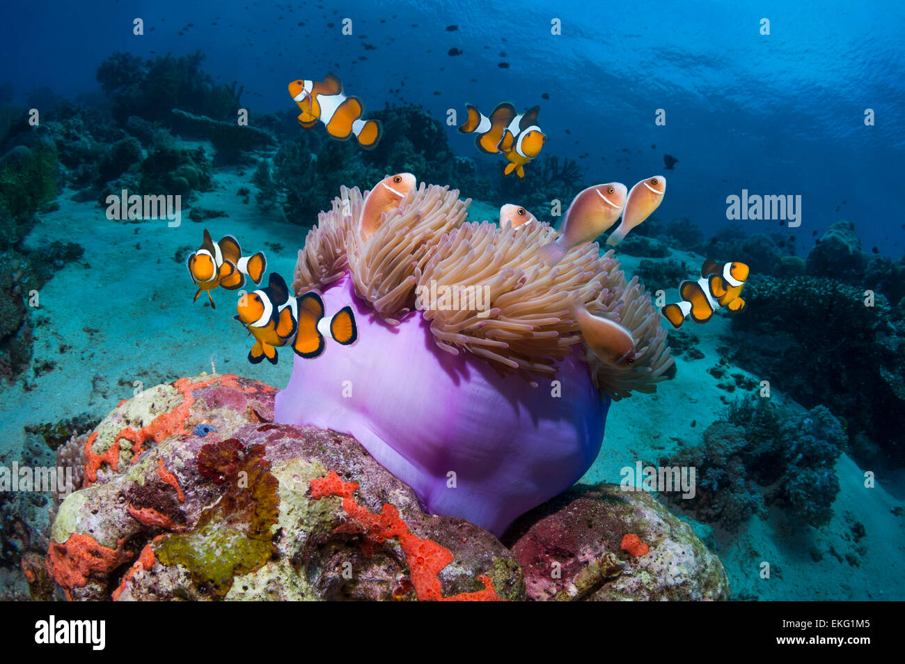 Clown anemonefish (Amphiprion percula) and Pink anemonefish (A perideraion) with magnificent anemone on coral reef. Indonesia Stock Photo