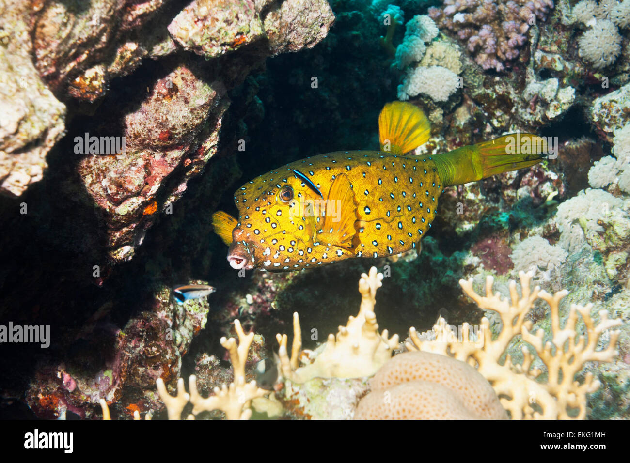 Yellow boxfish or Cube trunkfish (Ostracion cubicus), female.  Egypt, Red Sea.  Indo-Pacific. Stock Photo