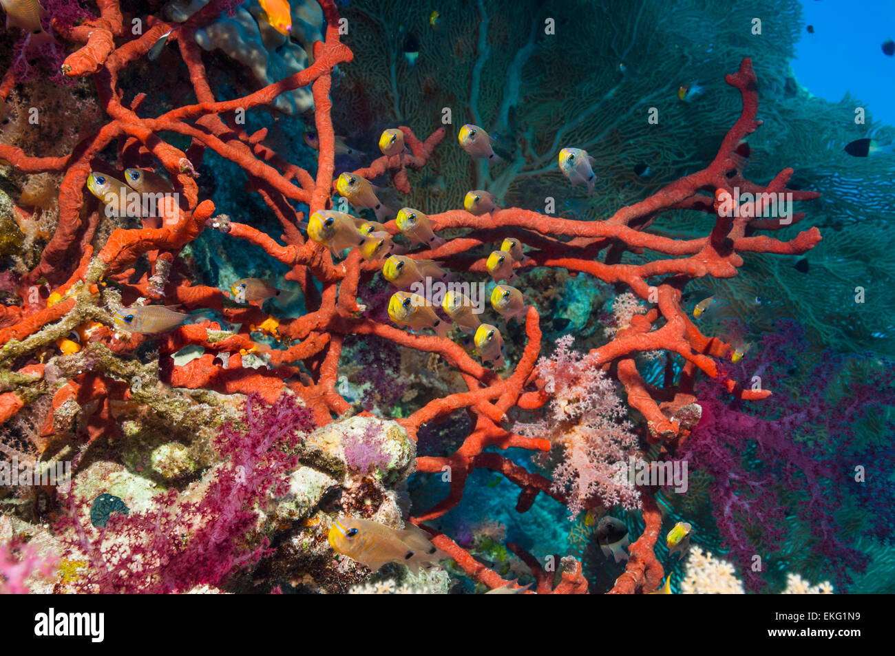 Shimmering cardinals (Archamia lineolata) on coral reef with Red rope sponge (Amphimedon compressa) and soft corals and a gorgon Stock Photo
