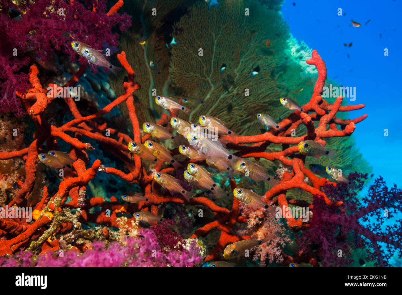 Shimmering cardinals on coral reef with Red rope sponge and soft corals and a gorgonian in background.  Egypt, Red Sea Stock Photo