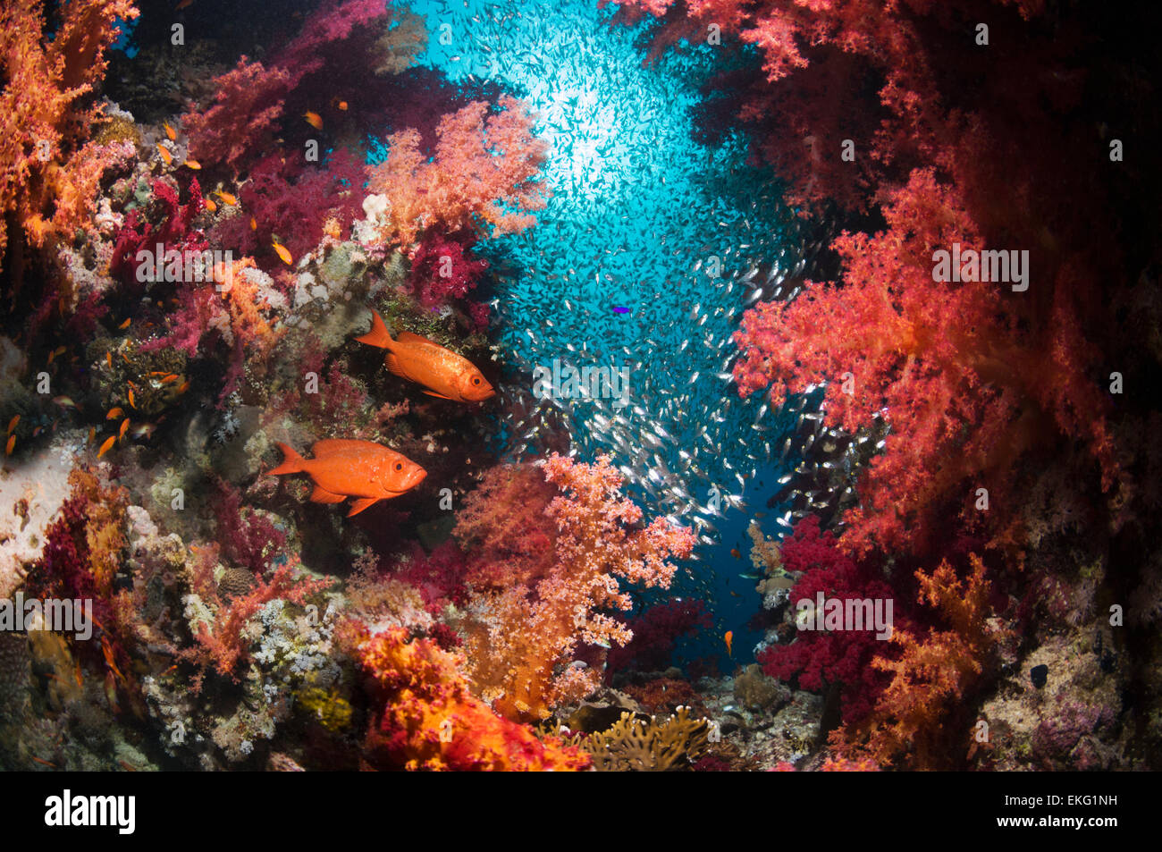Coral reef with soft corals (Dendronephthya sp), Bigeye or Goggle-eye (Priacanthus hamrur) and a school of Pygmy sweepers (Parap Stock Photo