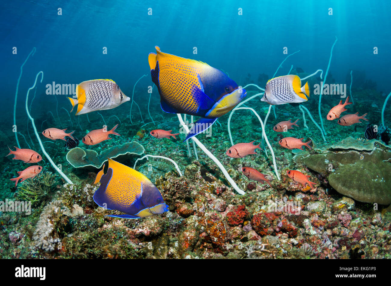Blue-girdled angelfish (Pomacanthus navarchus), Pinecone soldierfish and a pair of Yellowtail or Pearlscale butterflyfish Stock Photo