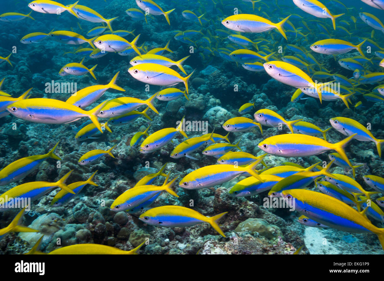 Yellowback fusilier [Caesio xanthonota] school over coral reef.  Maldives. Stock Photo