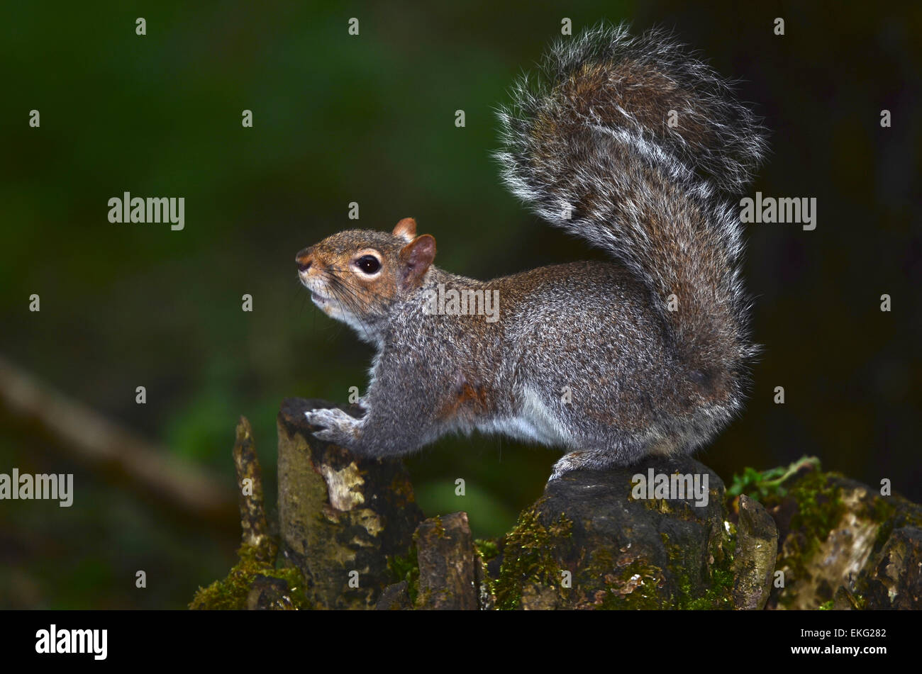 A grey squirrel perched on a tree stump UK Stock Photo