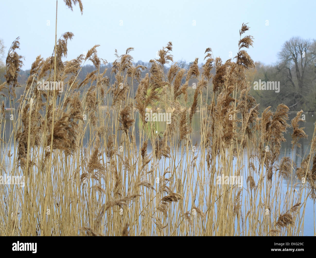 A view of some Rushes with the lake at Mote park in the background ...