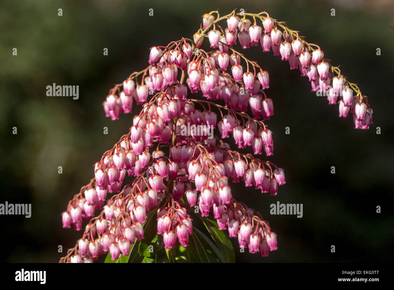 Pieris japonica 'Valley Valentine' in bloom in early spring garden Stock Photo