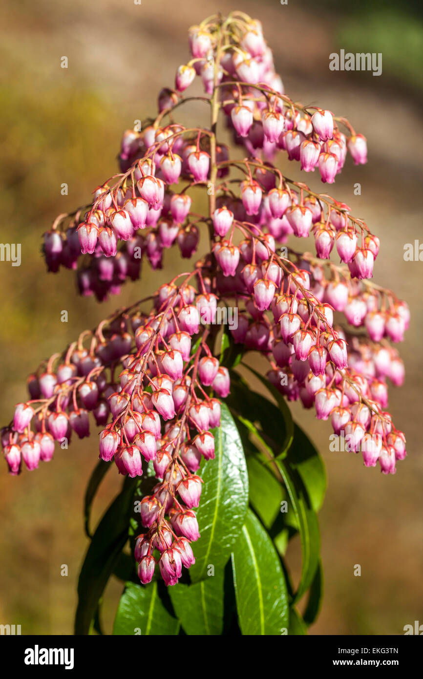 Pieris japonica 'Valley Valentine' in bloom in early spring garden Late winter bell flowers Stock Photo