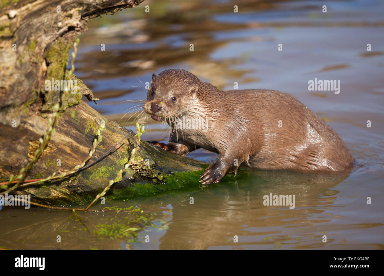 Otter at wildlife centre Stock Photo