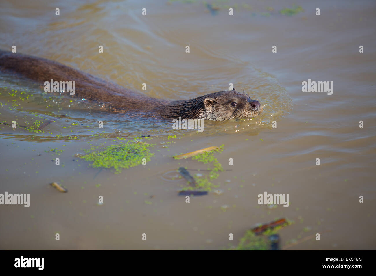 Otter swimming in pond at wildlife centre Stock Photo