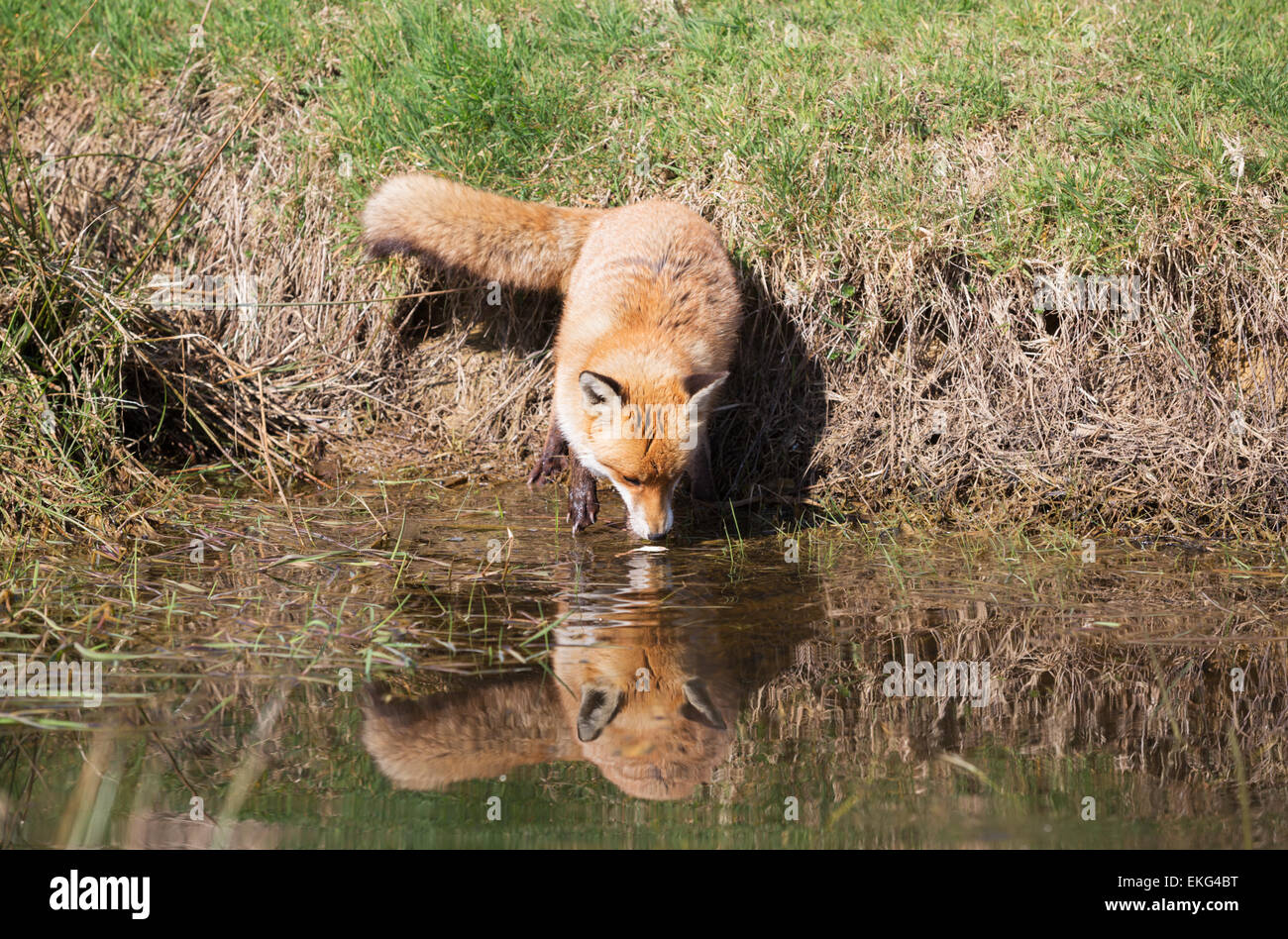 Red fox having a drink at waters edge Stock Photo