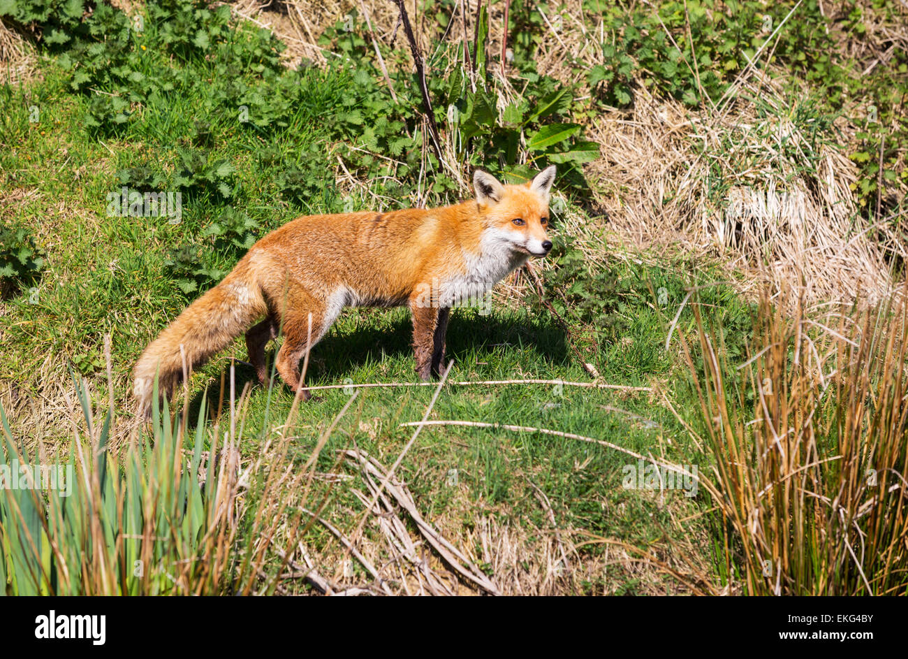 Red fox at wildlife centre Stock Photo