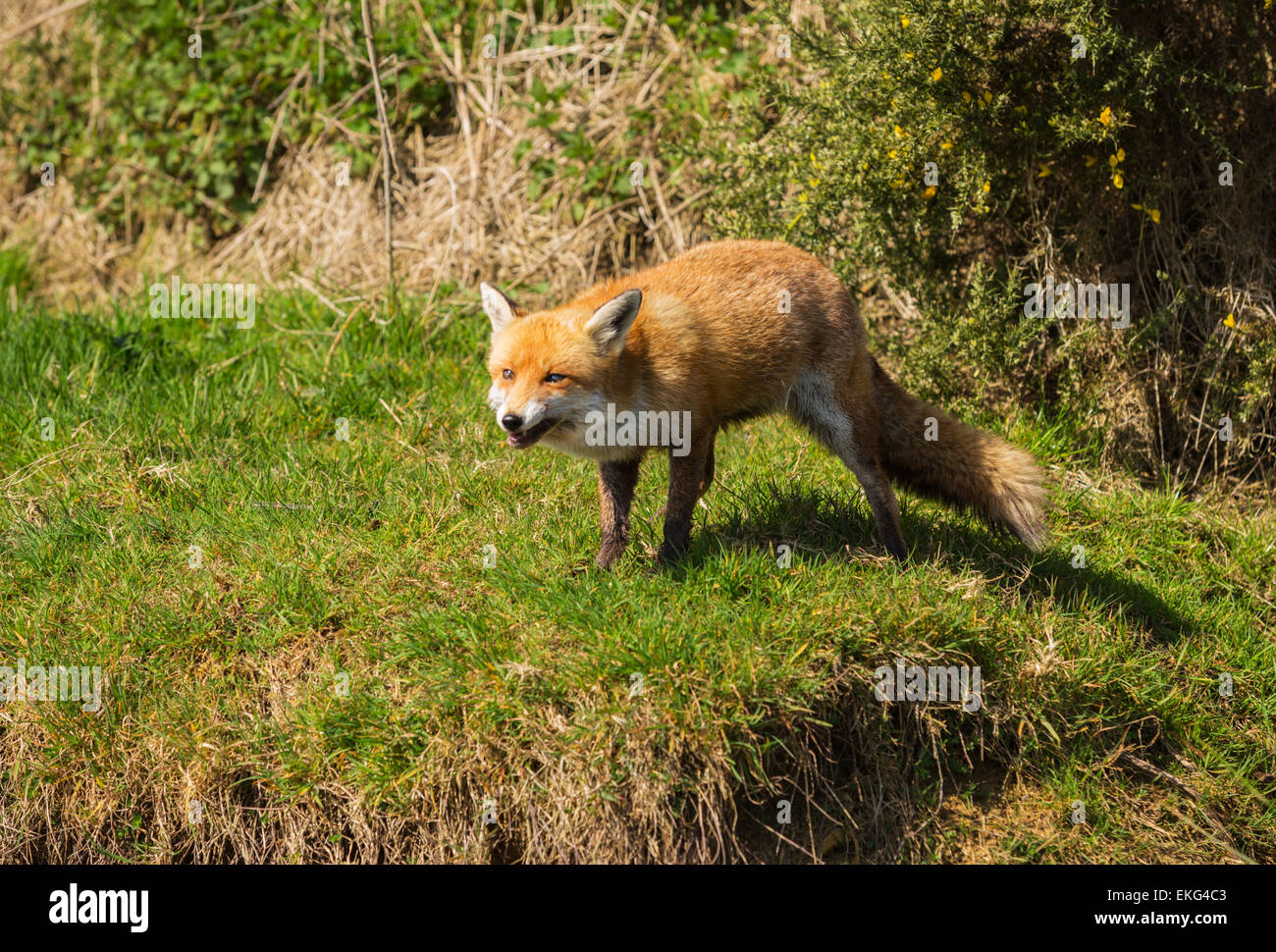 Red Fox at wildlife centre Stock Photo