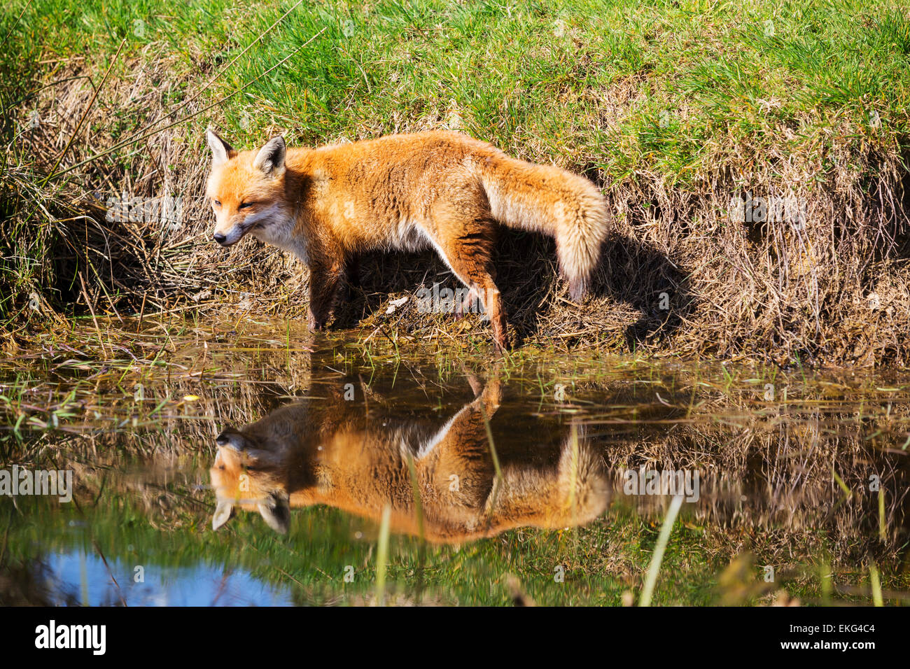 Red fox at wildlife centre Stock Photo