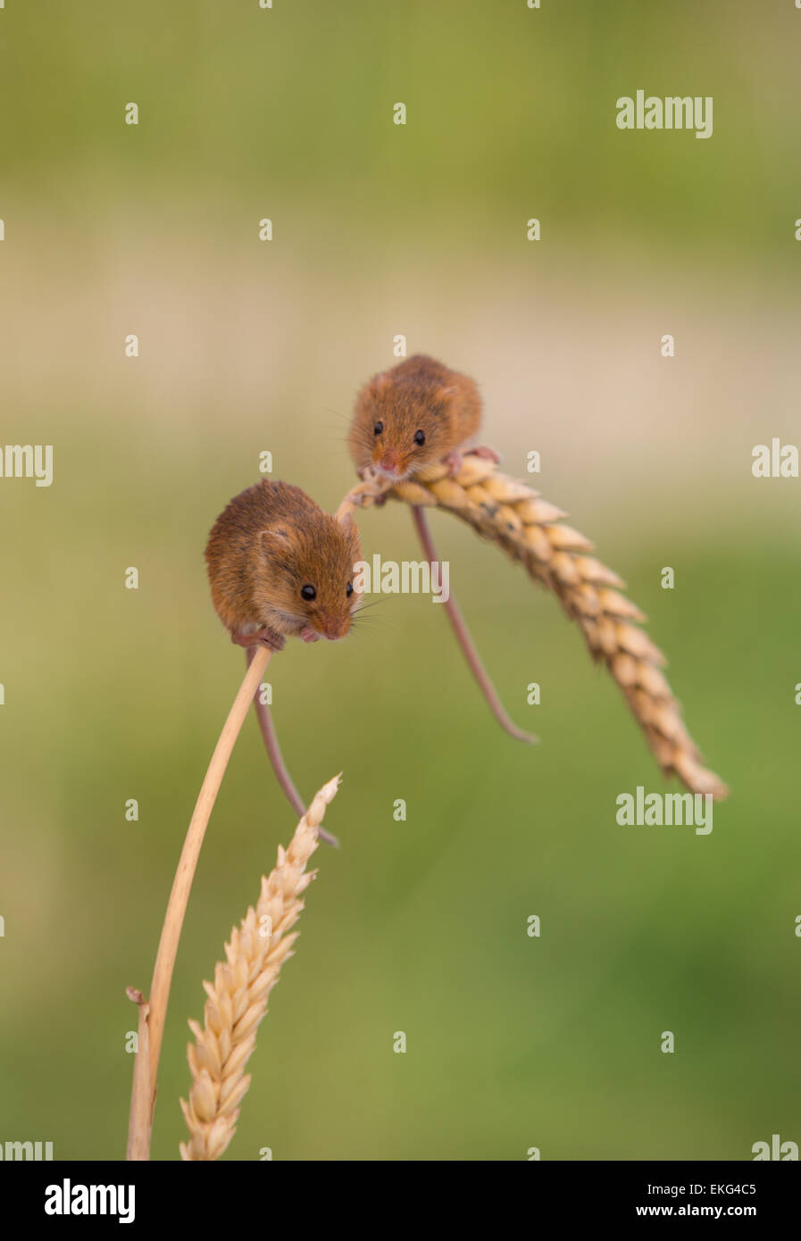 Harvest mice on wheat Stock Photo