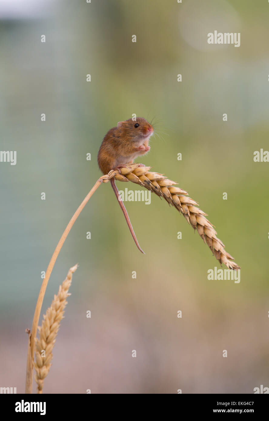Solitary harvest mouse on wheat Stock Photo