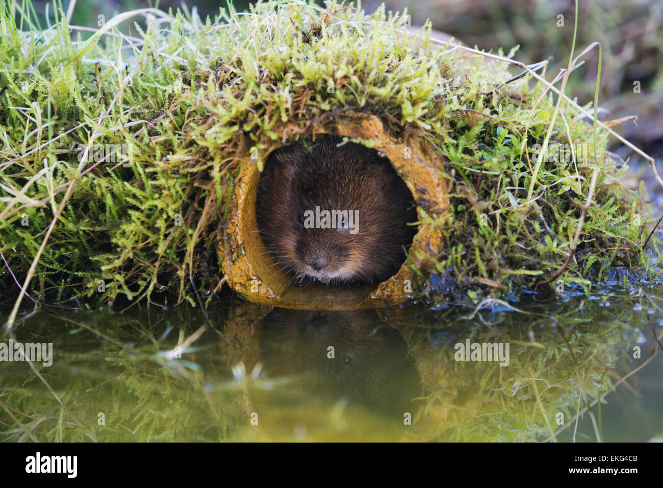 Water vole looking out of a pipe Stock Photo