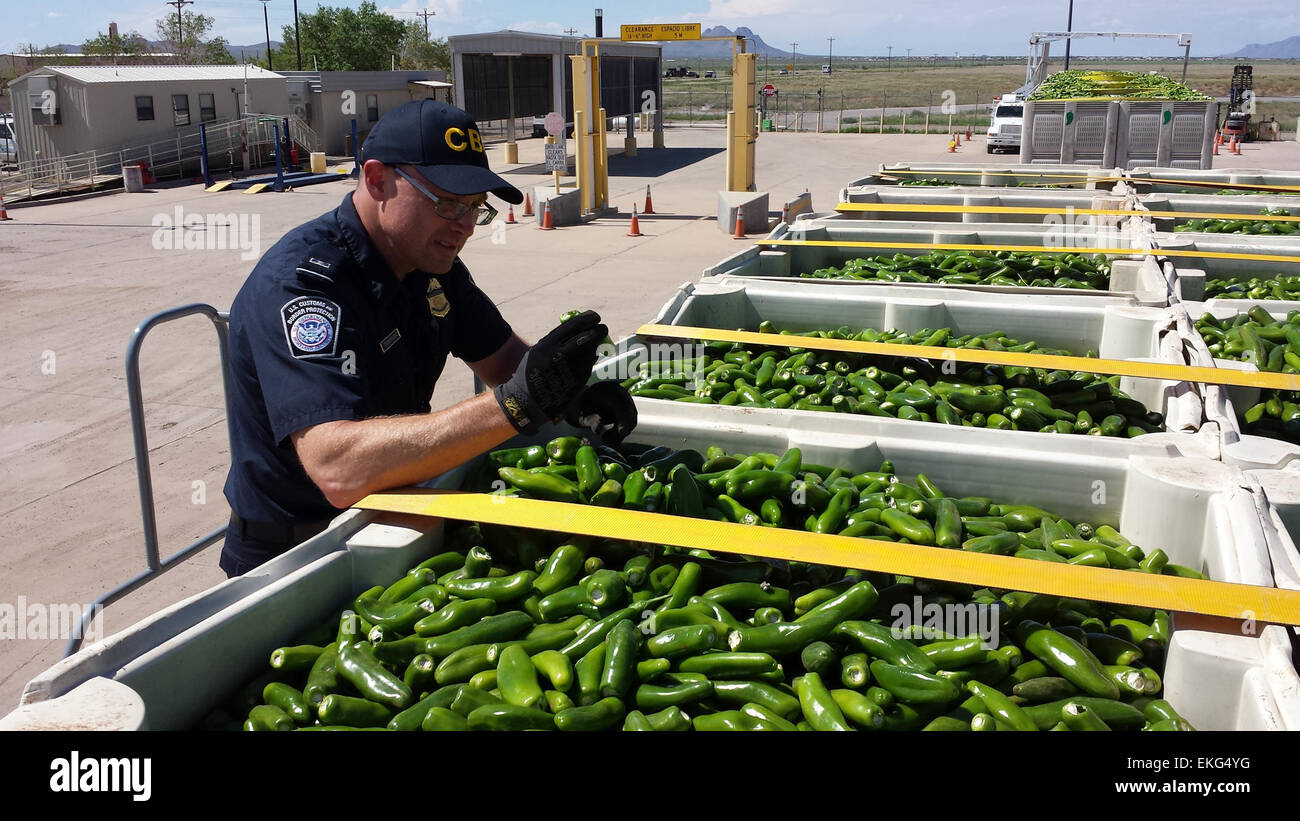 A CBP Agriculture Specialist examines a shipment of green chile for