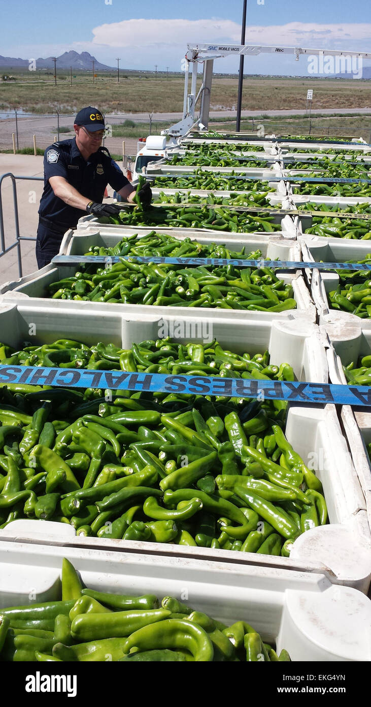 A CBP Agriculture Specialist examines a shipment of green chile for