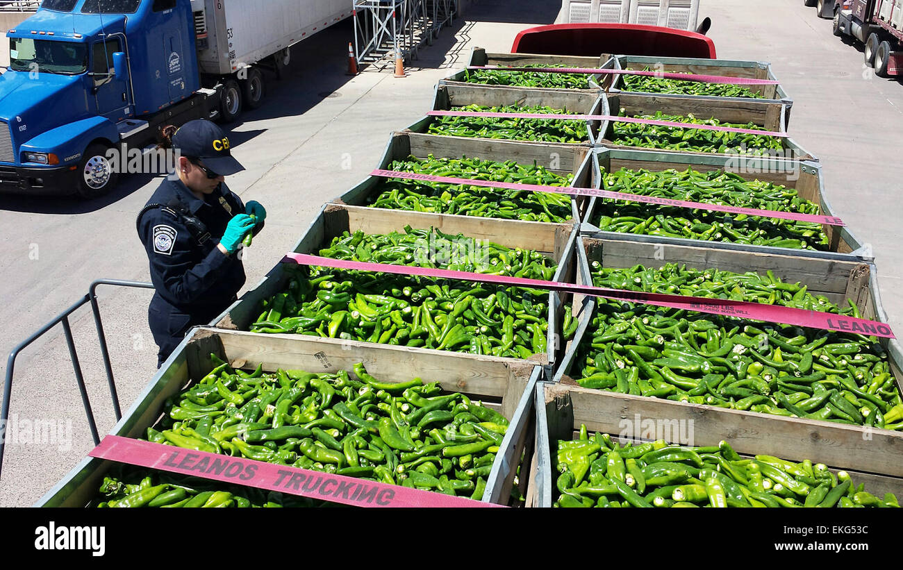 A CBP Agriculture Specialist inspects a shipment of green hot chile for ...