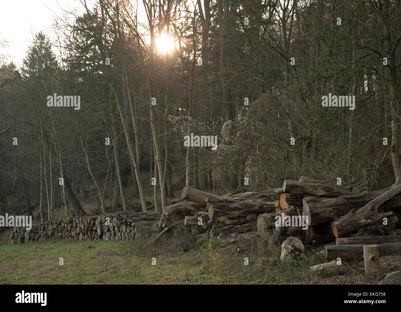 Felled tree stumps stacked in woodland Stock Photo