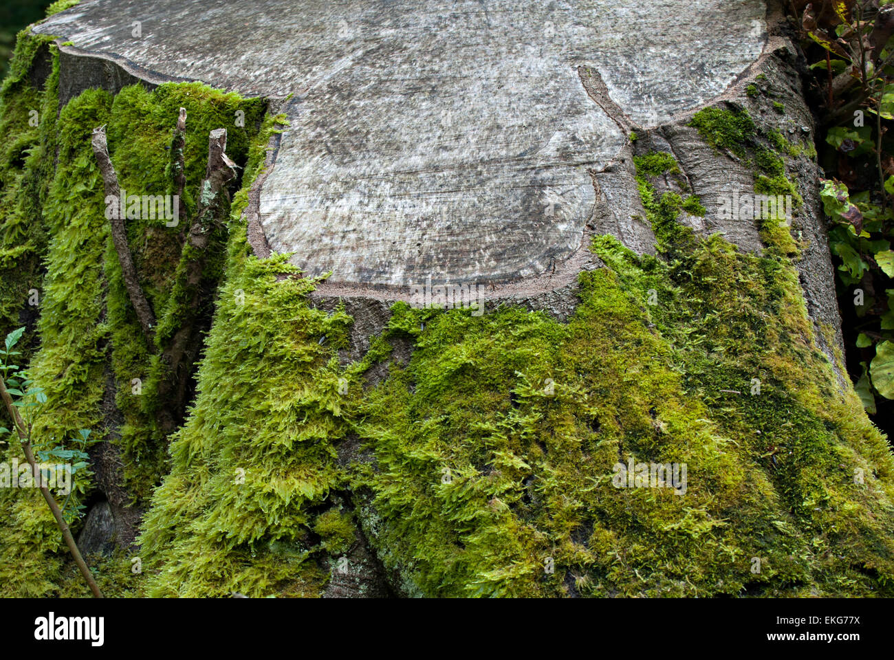 Moss on Felled tree stump Stock Photo - Alamy