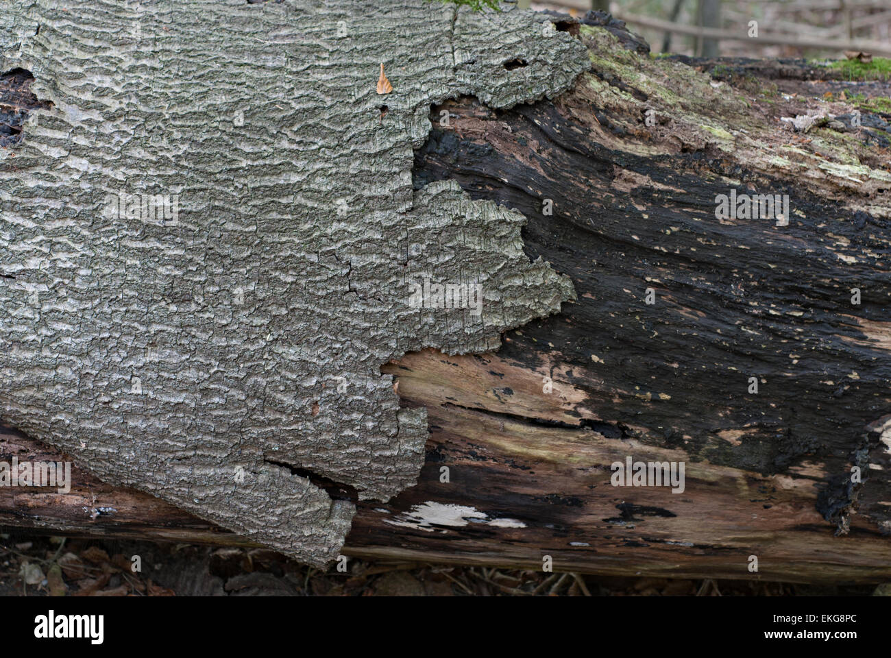 Bark on rotting tree trunk Stock Photo