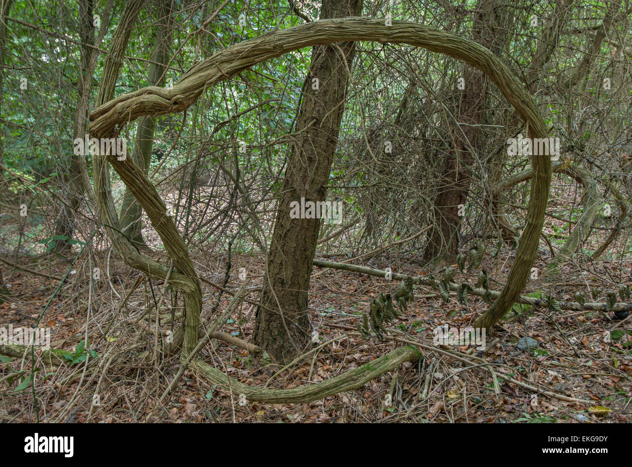 Creeping vine like plant in woodland Stock Photo