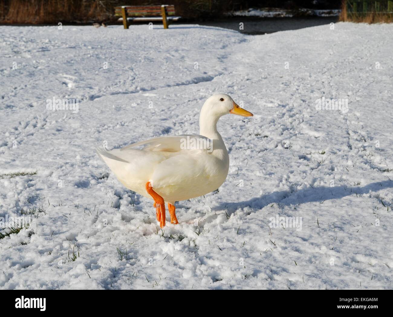 Duck in snow hires stock photography and images Alamy