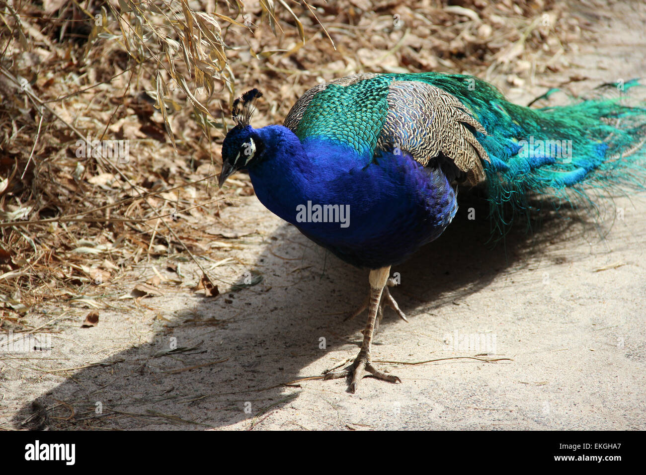 Gallant bird hires stock photography and images Alamy