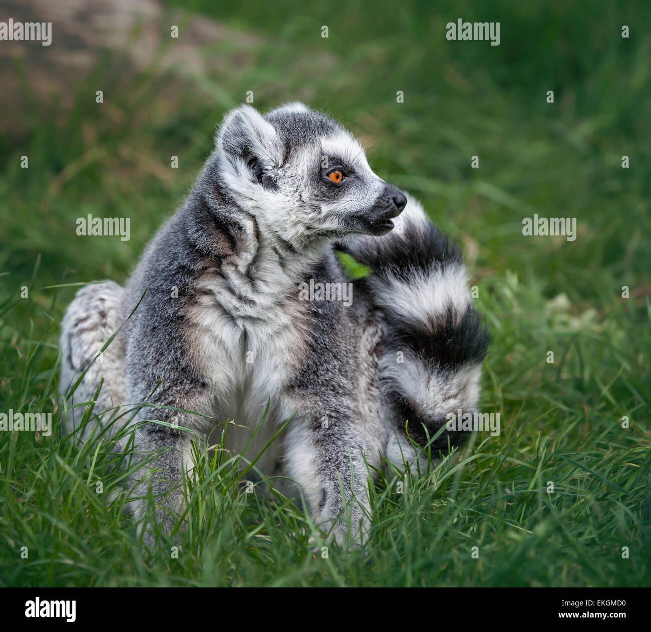 Portrait of a ring tailed lemur Stock Photo