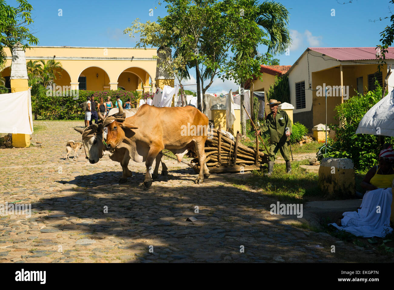 Ox drawn sledge hi-res stock photography and images - Alamy