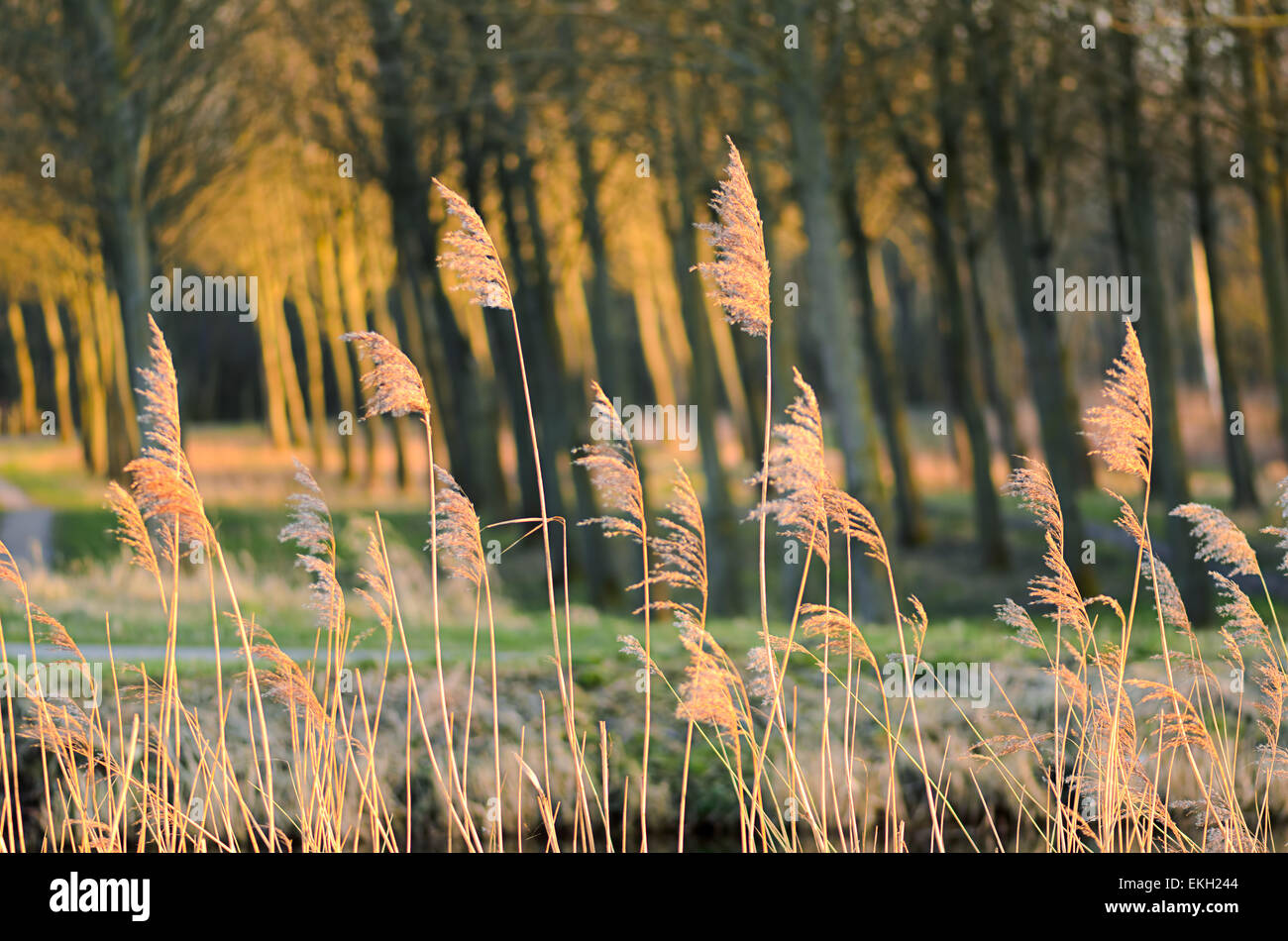 Dried reed - wetland plant on wind by the river. Blurred motion. The species is invasive. Stock Photo