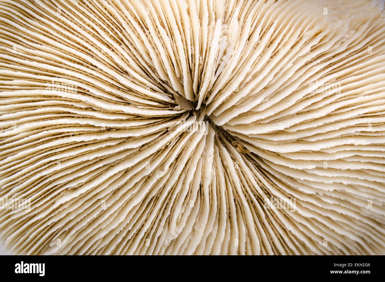 Dried coral specimen in laboratory, texture, exotic shape, monochrome, out  of the water, closeup Stock Photo - Alamy