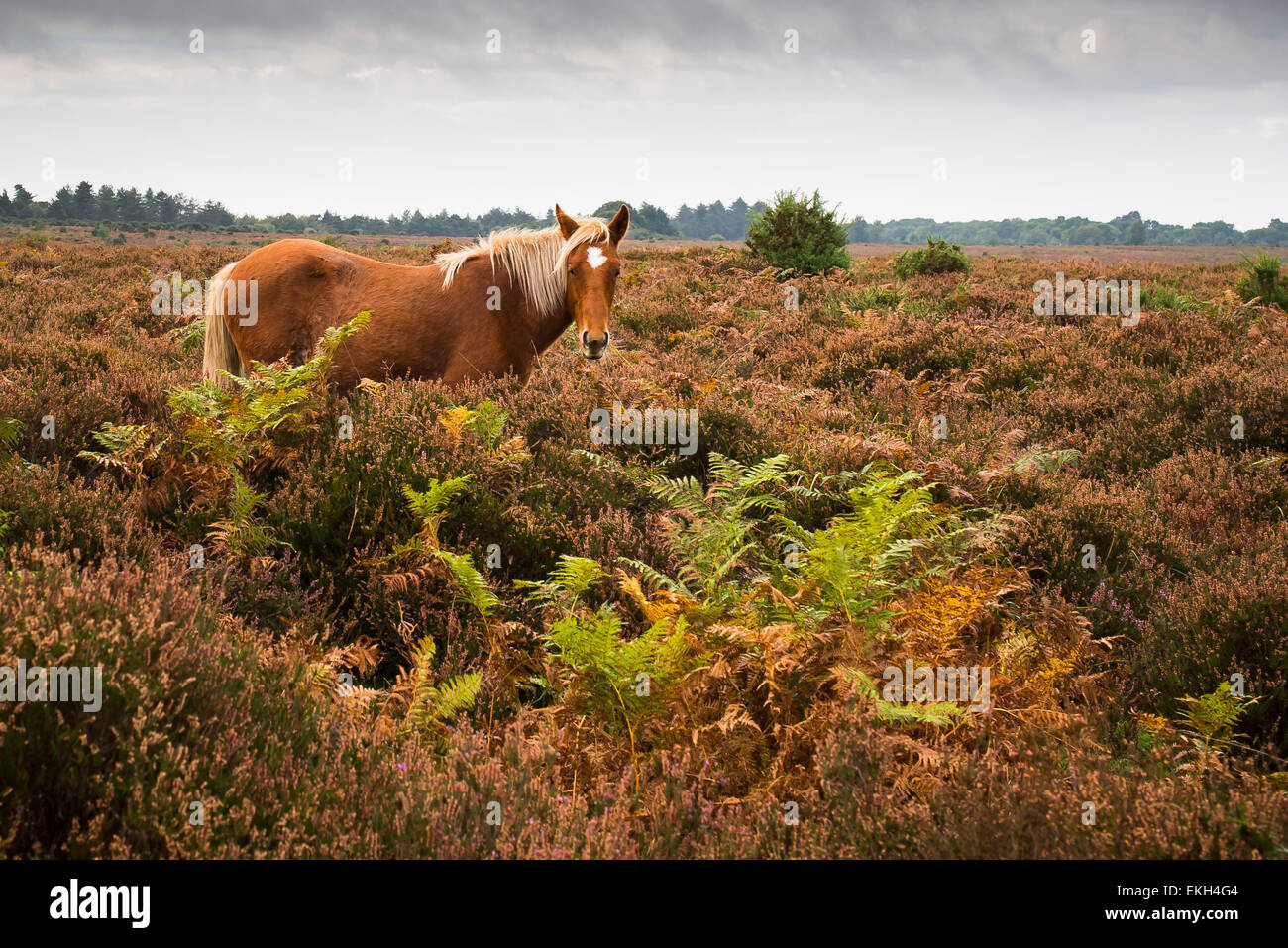 Chestnut pony with cream mane and tail standing amongst the ferns and heather in autumn in the New Forest Stock Photo