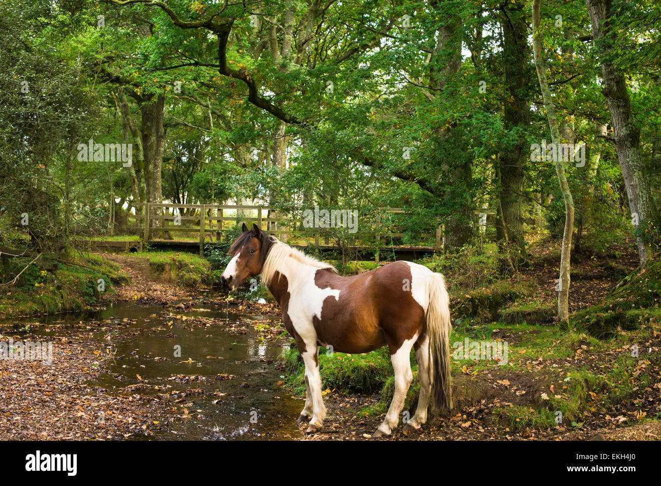 Skewbald New Forest pony by a small stream in a shady green glade Stock Photo