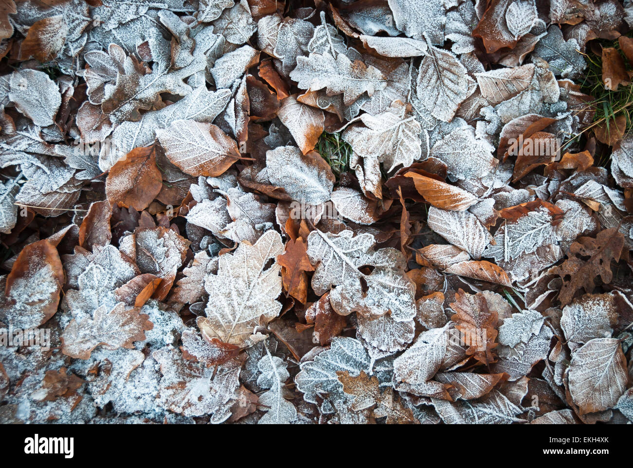 Frost covered autumn oak and beech leaves on the ground Stock Photo