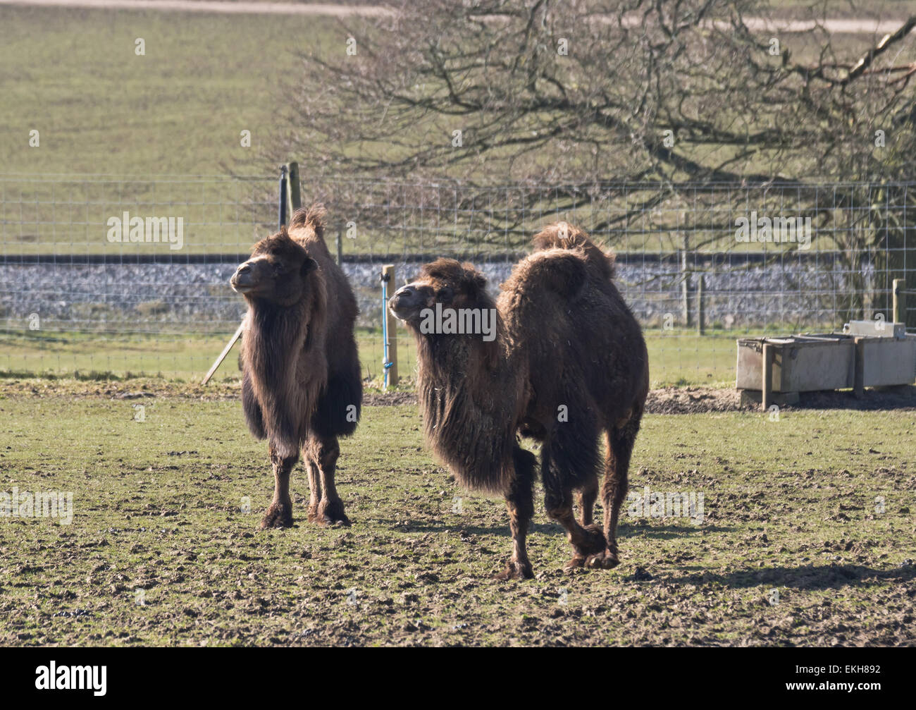 Bactrian camel at ZSL Whipsnade Zoo Stock Photo