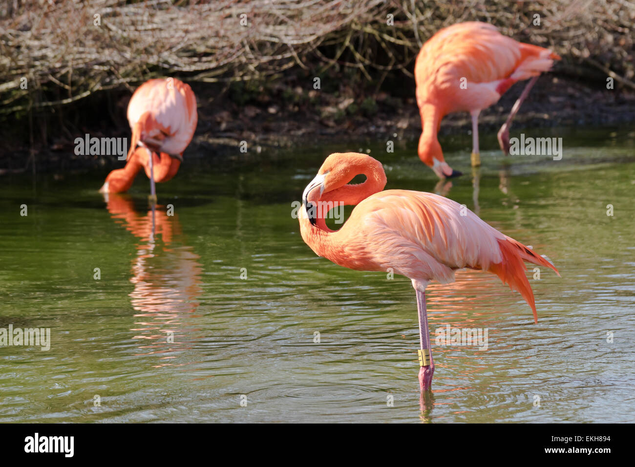 Flamingos ZSL Whipsnade Zoo Stock Photo